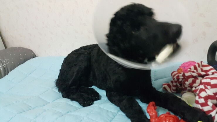 메르헨카페 이미지