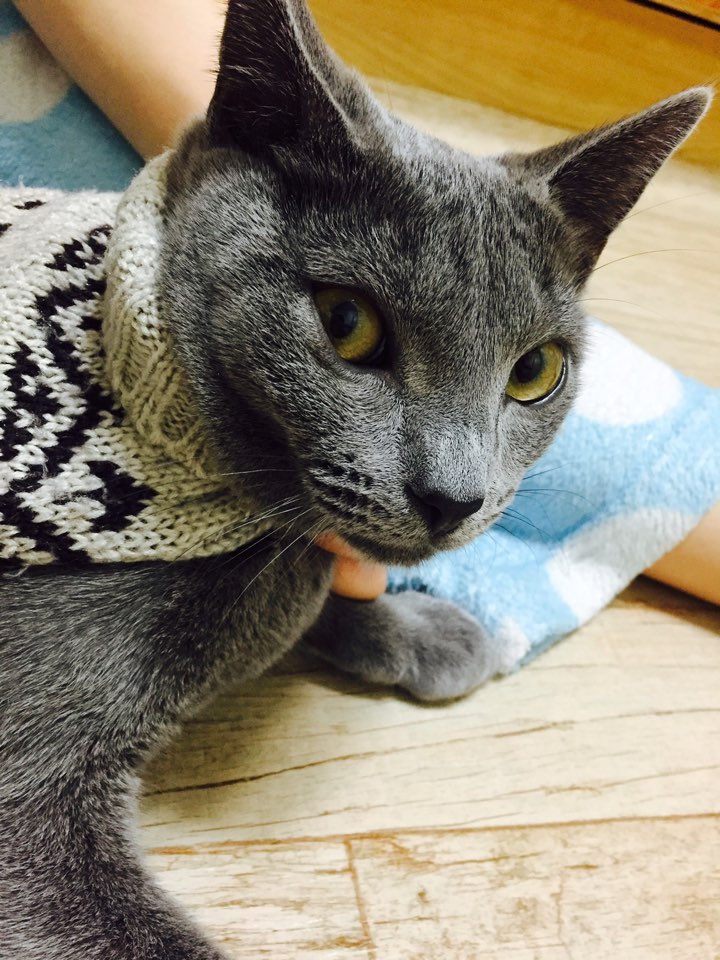 옷잎 이미지