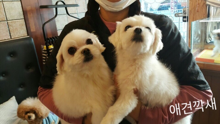 깍새 이미지