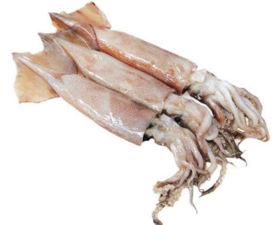 오징어의 하루 이미지
