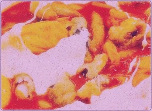 엽기떡볶이 이미지