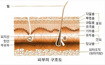 피부N(피부엔) 이미지