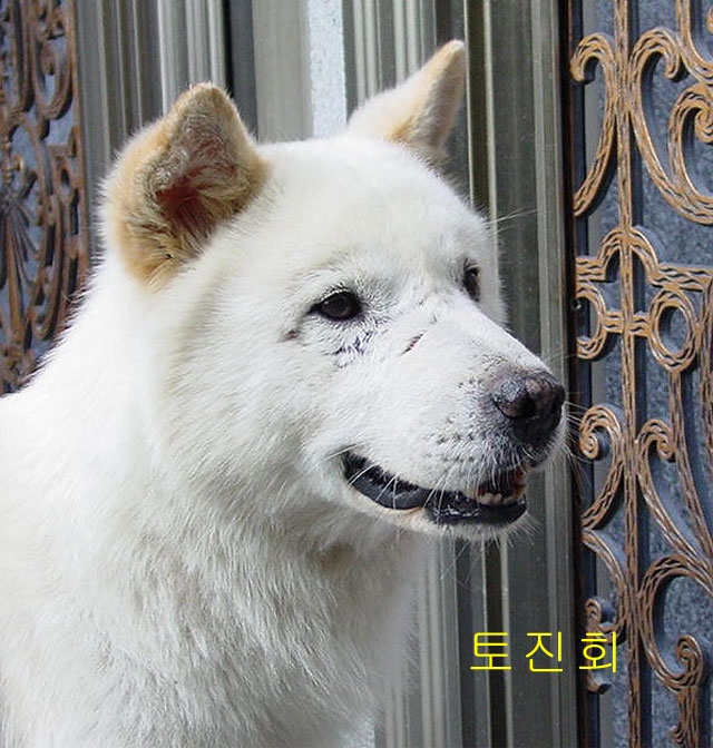 백구 이미지