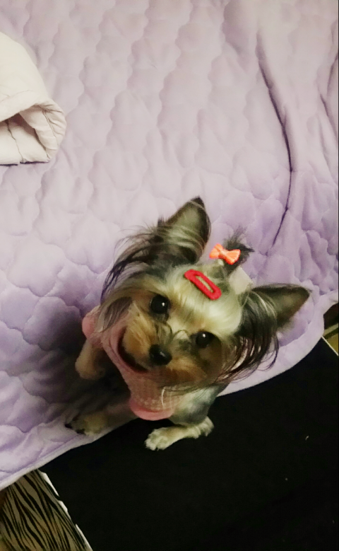 다람 이미지