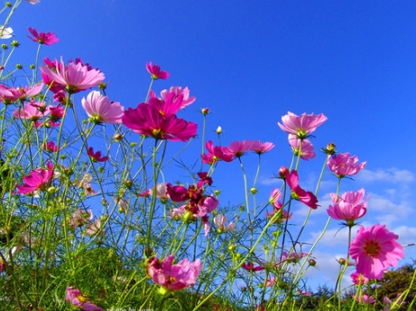 꽃을;보다 이미지