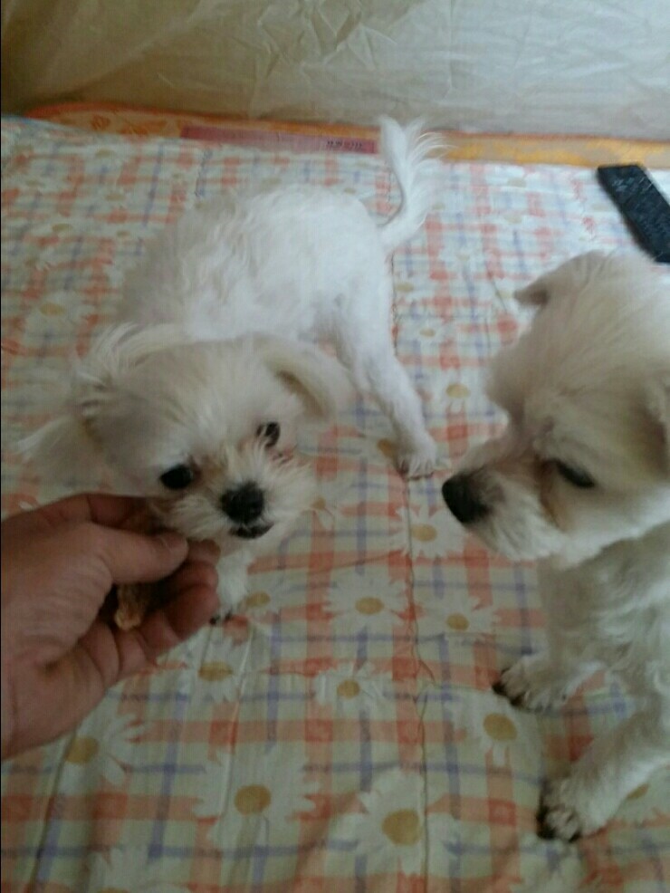 더간식 이미지