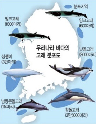 향유고래 이미지