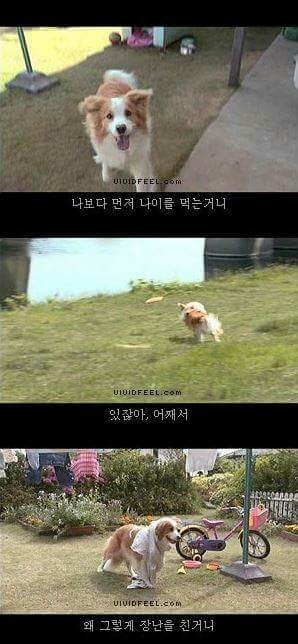마리모 이미지