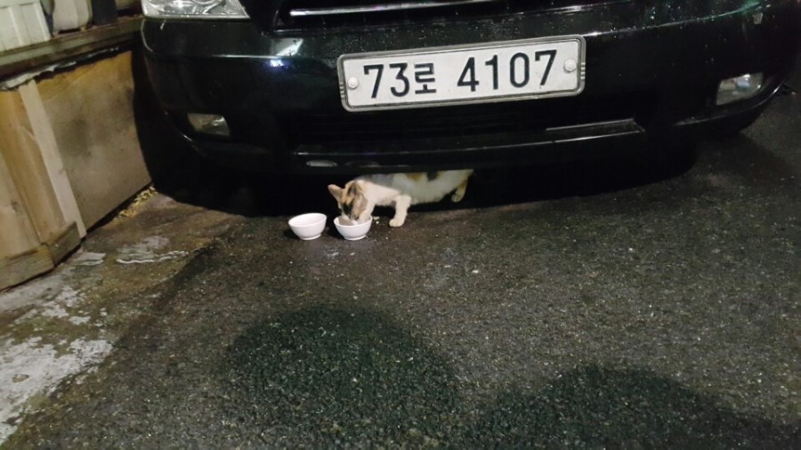 냥스 이미지