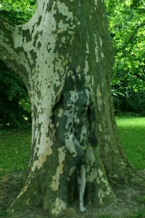 포플러(poplar) 이미지