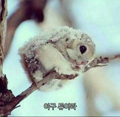 레드제이 이미지