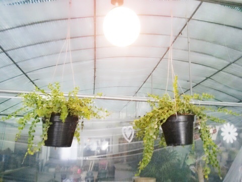 Flower늘봄 이미지