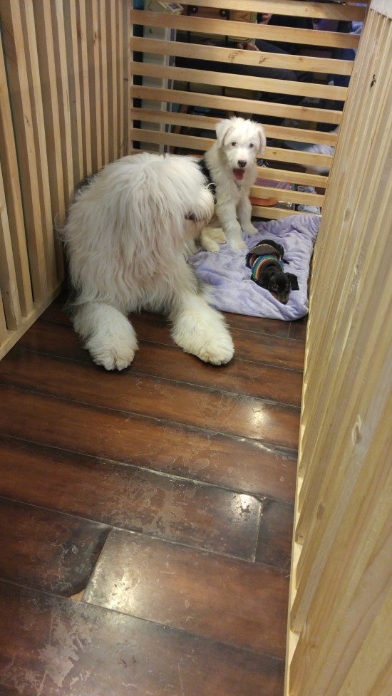 제니카페 이미지