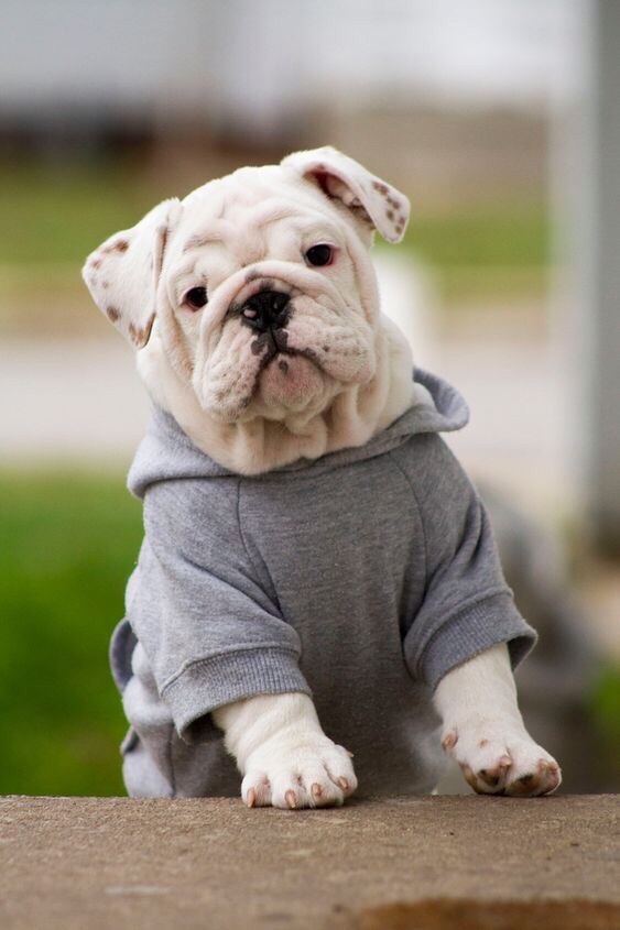 불독(bulldog) 이미지