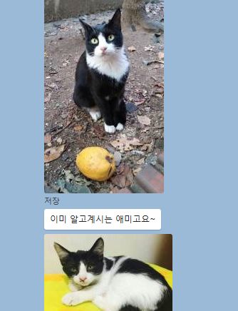 냥이커뮤니케이션 이미지