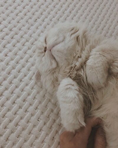 레오나오 이미지