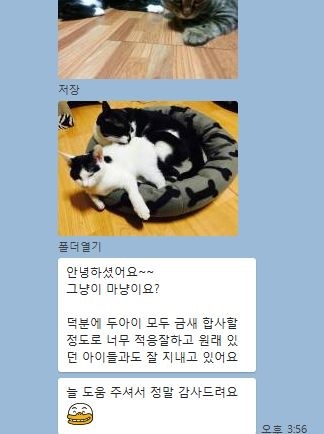 냥이커뮤니케이션 이미지