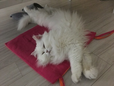 레오나오 이미지