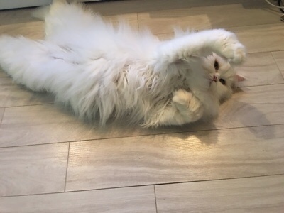레오나오 이미지