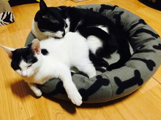 냥이커뮤니케이션 이미지