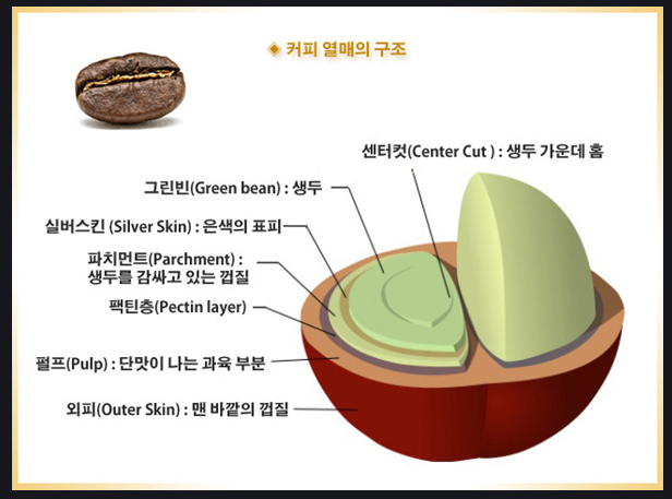 커피체리 이미지