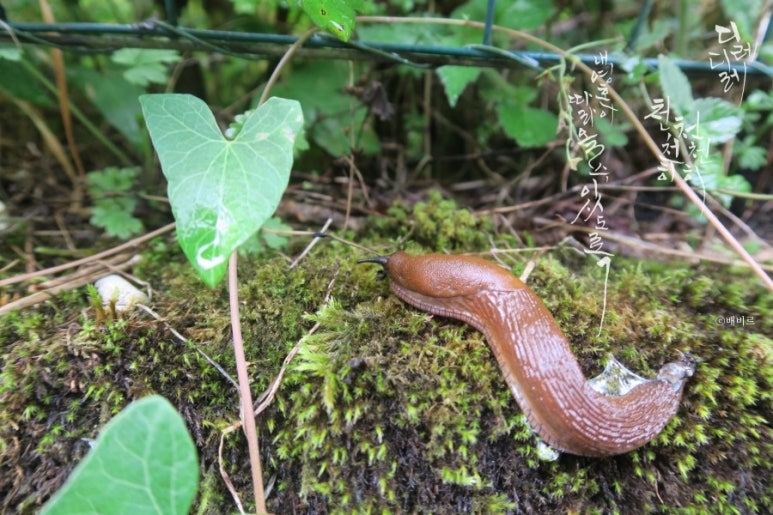 디레디레 이미지