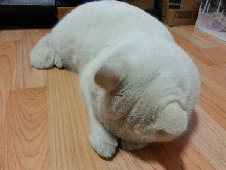 옹식구 이미지