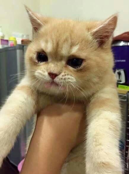 오떡 이미지