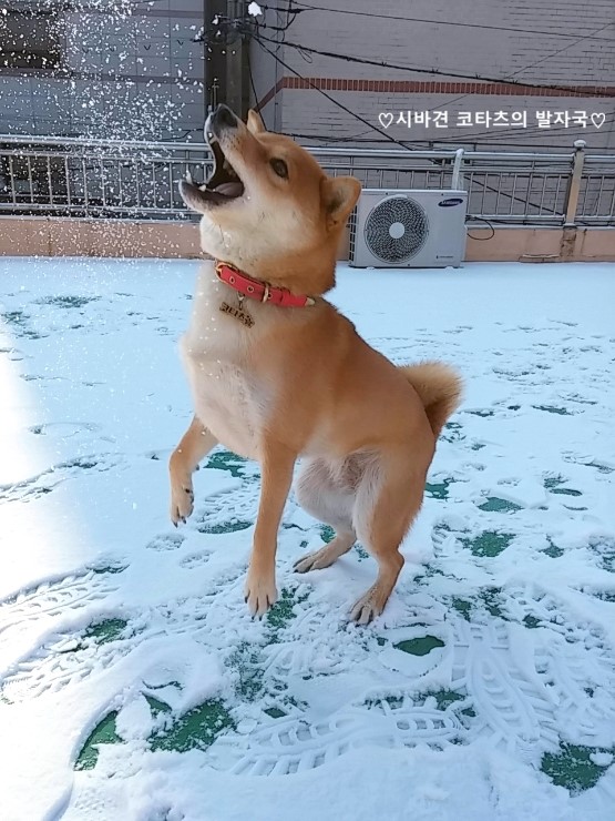 이누베스트 이미지