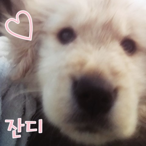 꽃차림 이미지