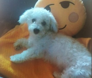 비나넷 이미지