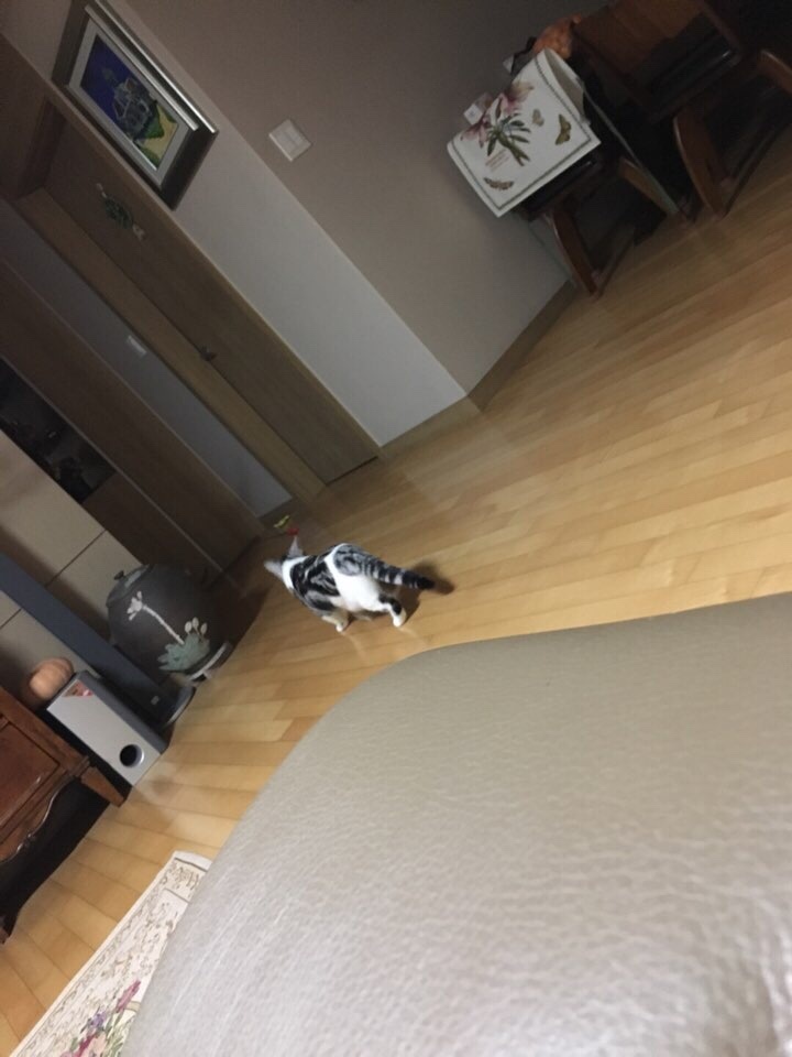 라라바 이미지