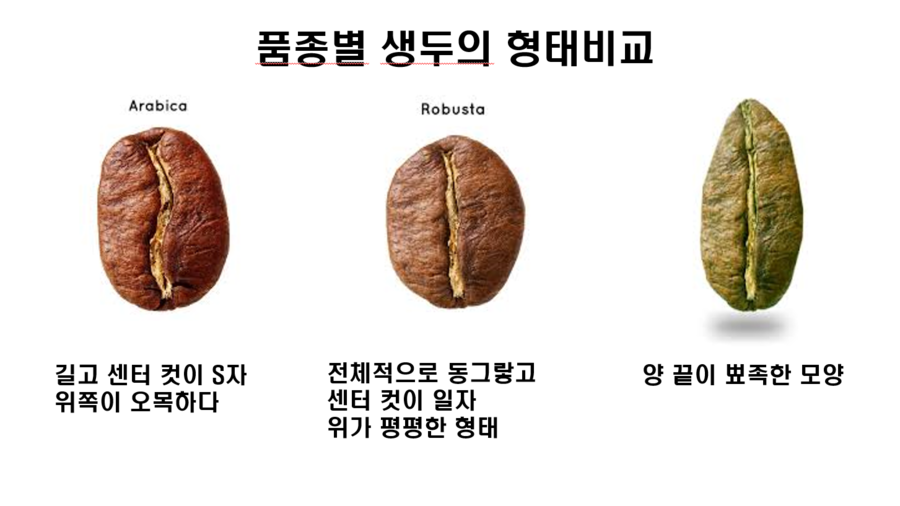[클레어]Ppt1차 커피의 품종, 커피의 재배조건 : 네이버 블로그