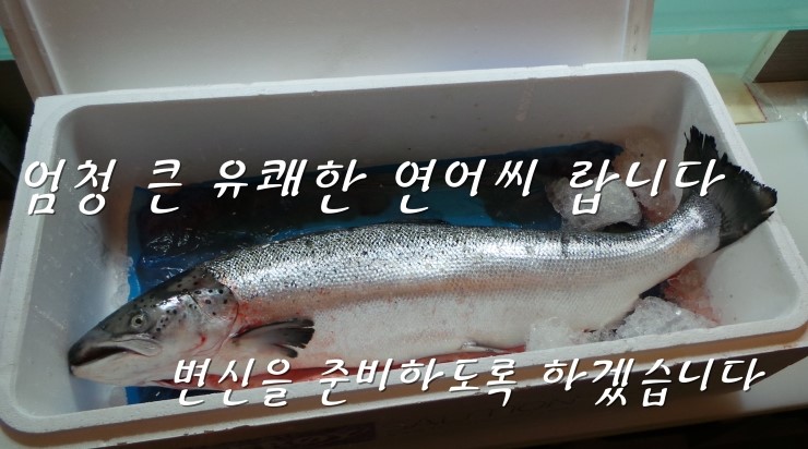 유쾌한연어씨 이미지