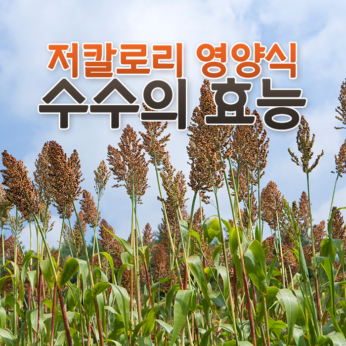 수수예 이미지