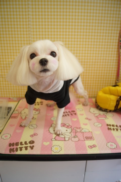 성내짜장 이미지
