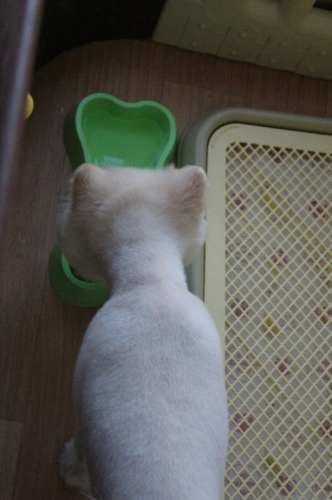 꼬미별 이미지