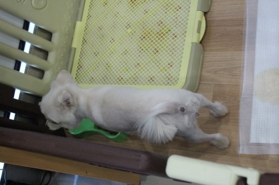 꼬미별 이미지