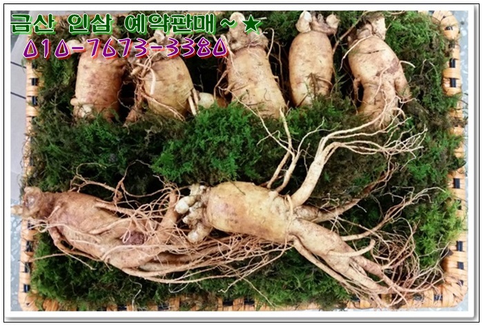 금산인삼 이미지
