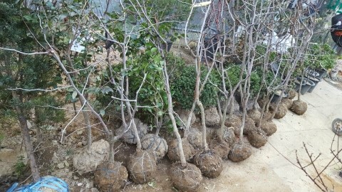 장수식물원 이미지