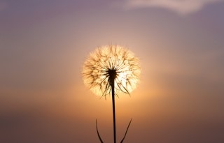 행운을주는사람들 이미지