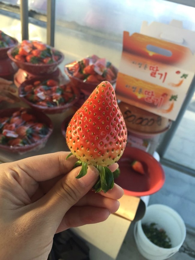 이영돈딸기 이미지
