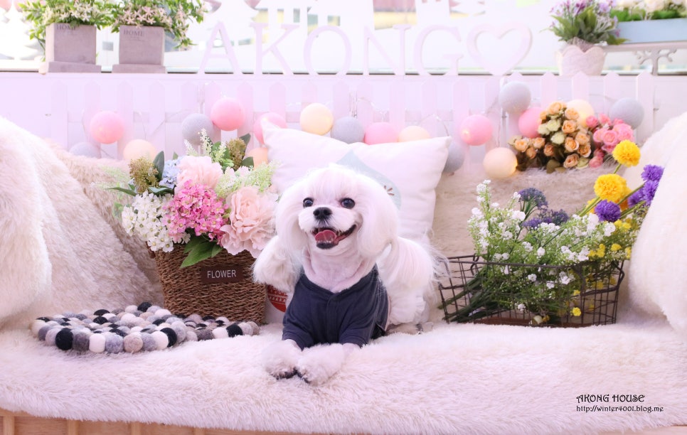 꼬지하우스 이미지