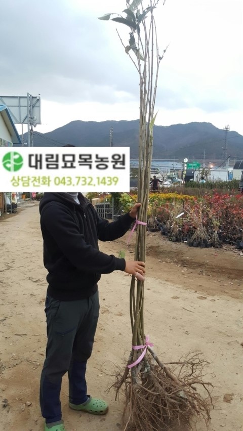 대림농원 이미지