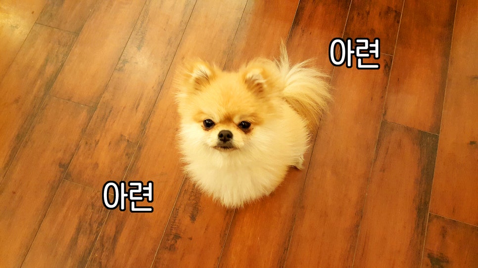 사월의레나 이미지
