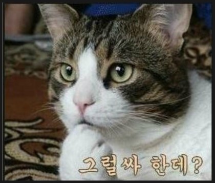 맘바인아프리카 이미지