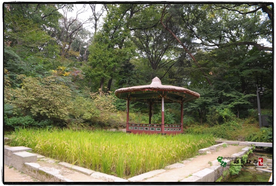 삼정과일 이미지