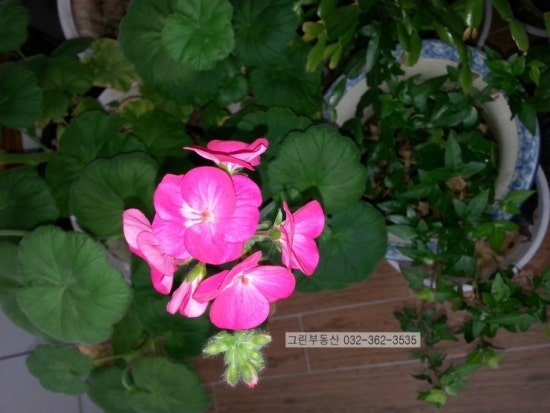 부개그린 이미지