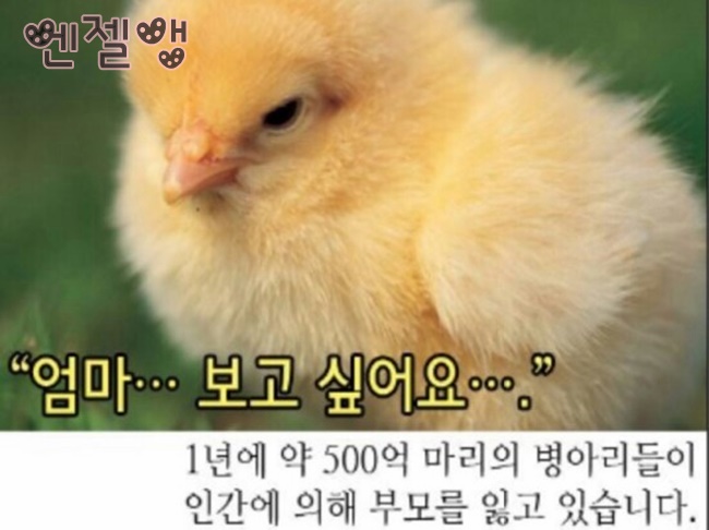 피자랑치킨 이미지