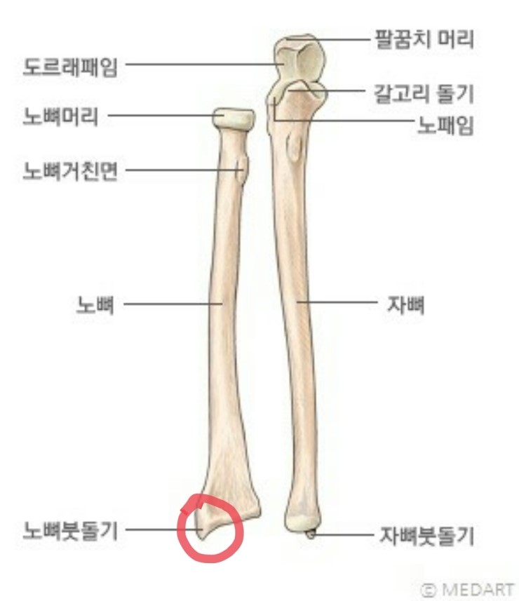 N03. 해부학 뼈 방향 구분하는 방법 : 네이버 블로그
